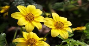 Bidens Plant