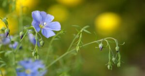 Flax Flowers