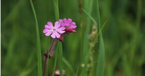 Red Campion Plant