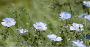 Flax Flowers