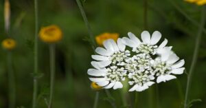 White Lace Flowers