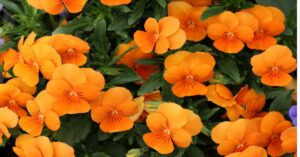 Nasturtium Plant