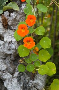 Nasturtium Plant