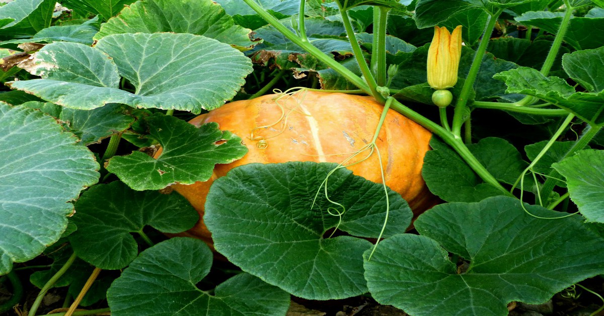 आँगन में कद्दू उगाने का तरीका – Pumpkins in Hindi