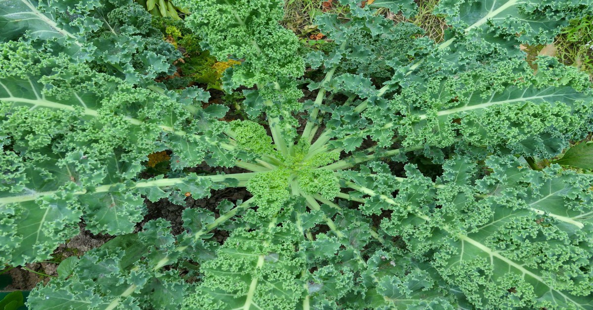केल सब्जी उगाने का तरीका – Kale plant in Hindi