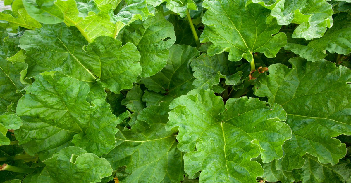 रेवनचीनी सब्जी उगाने का तरीका – Rhubarb Plant