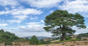 Jack Pine Tree