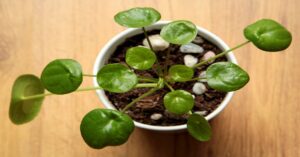 Pilea Peperomioides को Propagate