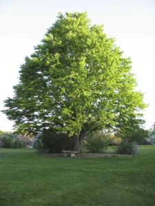 बगीचे में Katsura Tree