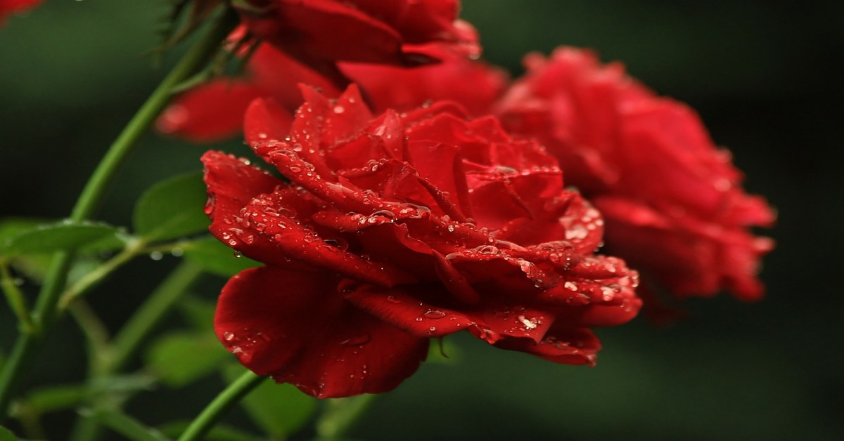 बरसात के मौसम में गुलाब के पौधे की देखभाल करने का तरीका