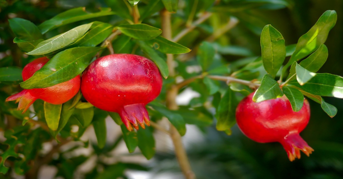 घर पर अनार के पेड़ उगाने के तरीके – Growing Pomegranate tree