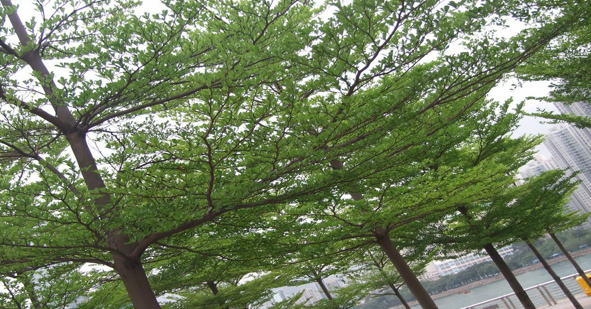 टर्मिनलिया मेंटाली पेड़ उगाने का तरीका – Terminalia Mantaly Tree