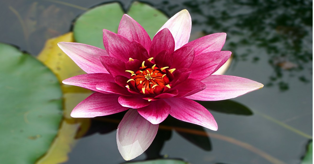 कंटेनरों में कमल उगाने का आसान तरीका – Lotus Growing in Container