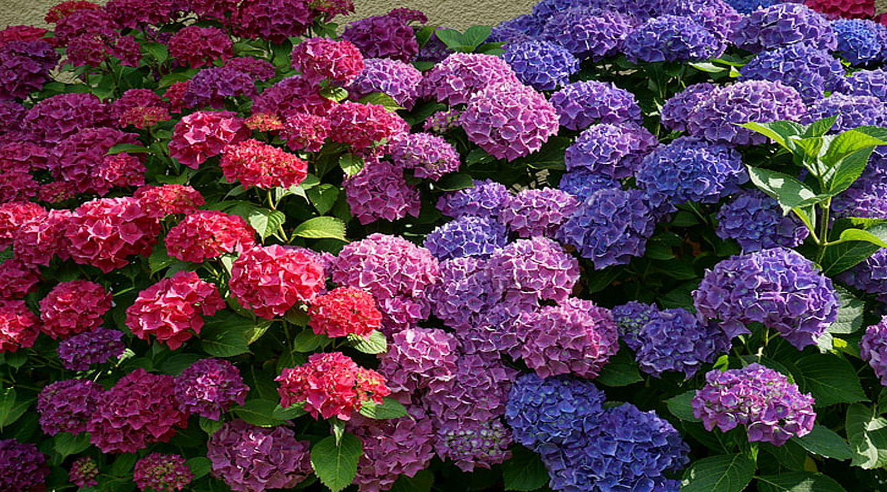 रंग बिरंगी फूलों से भरा रहेगा बगीचा, लगाए यह पौधे