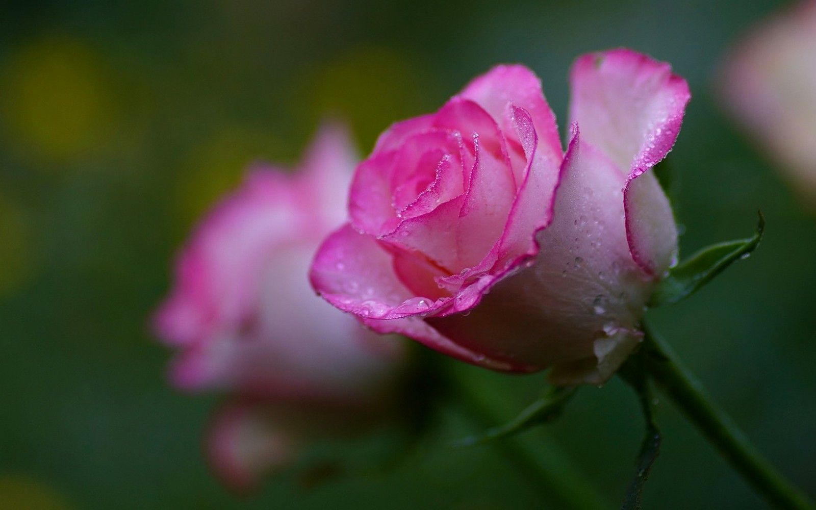 क्या आपका गुलाब का पौधा सुख रहा है? इन टिप्स को करें फॉलो