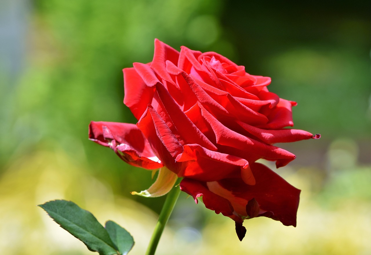 गर्म हवा से सूख रहे गुलाब के पौधे बचाने का तरीका